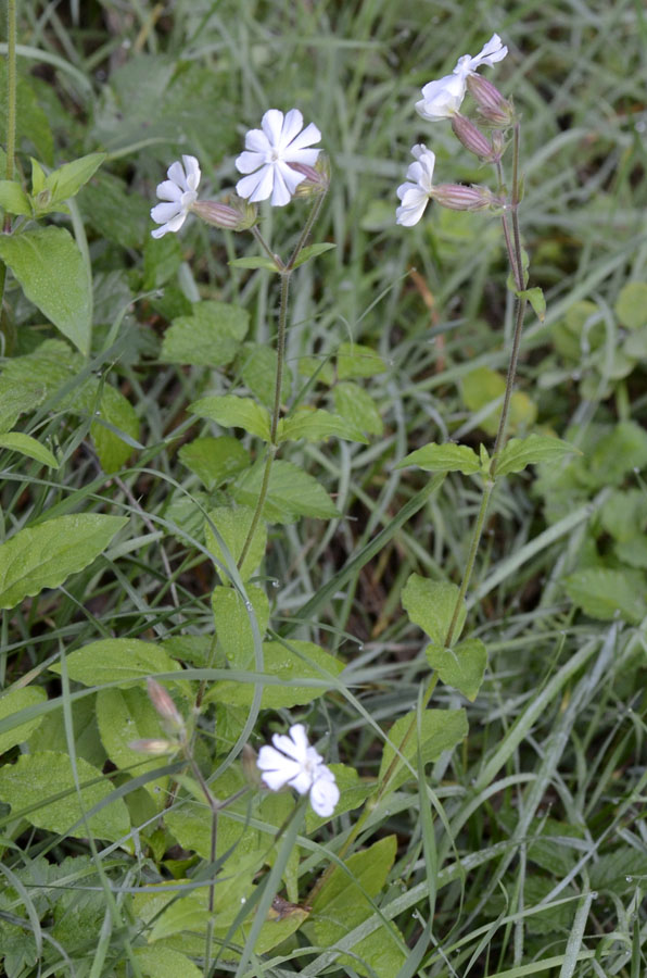 Silene latifolia (=Silene alba) / Silene bianca